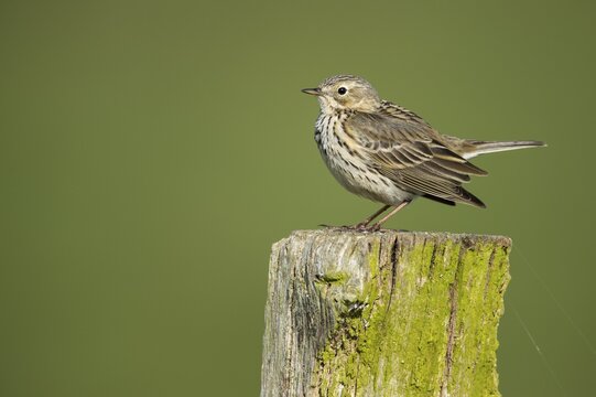 Raps ( Anthus pratensis) sitting on a grazing pole, Osterfeine, Lower Saxony, Germany