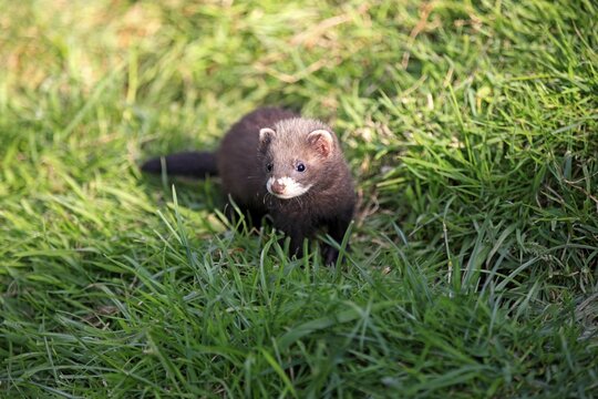 European Polecat (Mustela putorius), young, alert, Surrey, England, United Kingdom