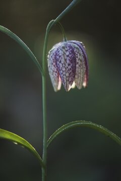 Snake's Head Fritillary (Fritillaria meleagris), Emsland, Lower Saxony, Germany