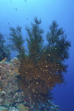 Black bushy black coral (Antipathes dichotoma) and group of sea goldie (Pseudanthias squamipinnis), dive site Torfa Lassal, El Quesir, Red Sea, Egypt