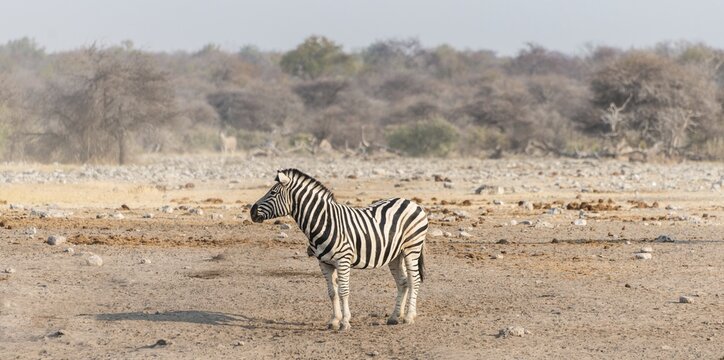 Burchell's Zebra (Equus quagga burchellii), Etosha National Park, Namibia