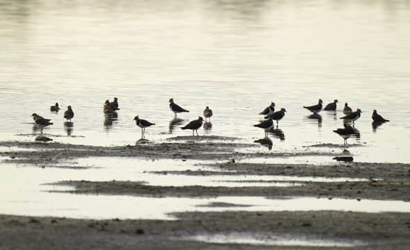 Lapwings (Vanellus vanellus) in the shallow water zone of a lake, Lower Saxony, Germany