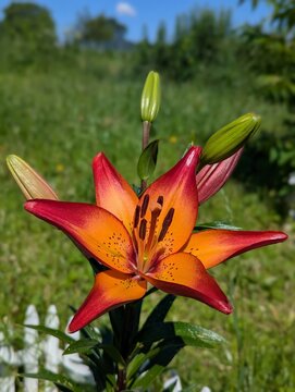 Radiant petals of a lily flower show intricate dark spots and