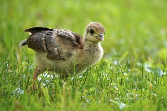 Indian peafowl (Pavo cristatus) with chicks in meadow, Captive, Germany