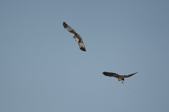 Marsh harrier (Circus aeruginosus) two adult birds of prey one male flying carrying nesting material being followed by a female bird, RSPB Strumpshaw fen nature reserve, Norfolk, England, United Kingdom