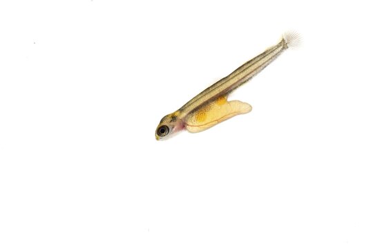 Juvenile fish, larva of Atlantic salmon (Salmo salar) after hatching in water, cut-out, fish, Wildeshausen, Lower Saxony, Germany