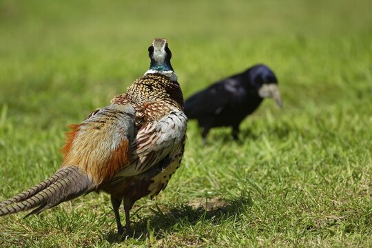 Common pheasant (Phasianus colchicus) adult male bird watching a Rook on a garden lawn, Suffolk, England, United Kingdom