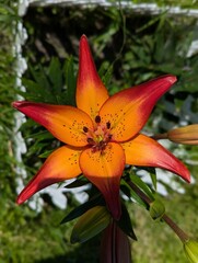 Radiant orange lily blossom with striking red edges flourishes in a © mr_smith