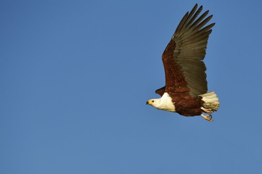 African Osprey (Pandion haliaetus) in flight on blue sky, Okavango Delta, Botswana