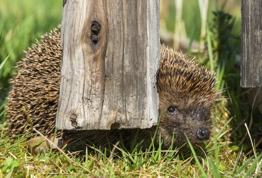 Erinaceus europaeus, hedgehog, insectivora, insectivora, insectivora, mammals, prickly, mammals