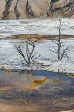 Dead trees on sinter terraces, hot springs, orange mineral deposits, Palette Springs, Upper Terraces, Mammoth Hot Springs, Yellowstone National Park, Wyoming, USA