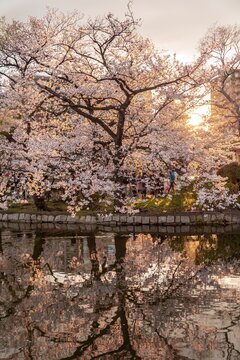 Cherry blossoms at Shinobazu pond in Ueno Park, Japanese cherry blossom, Tokyo, Japan