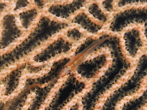 A transparent fish, the Mozambique ghost goby (Pleurosicya mossambica), rests on a branched gorgonian, Twin Reef dive site, Penyapangan, Bali, Indonesia