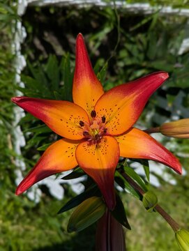 Radiant orange lily blossom with striking red edges flourishes in a