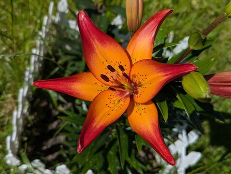 A vibrant orange and red lily with spotted petals blooms in a sunny