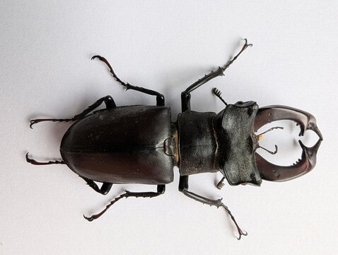A stag beetle with dark armor and impressive mandibles rests on a