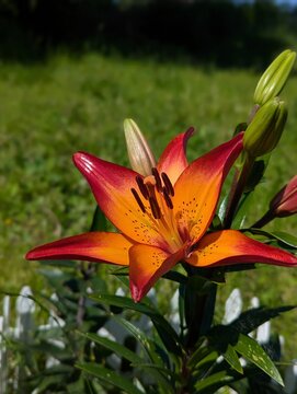 Close up view of a glowing lily flower with petals showing shades of