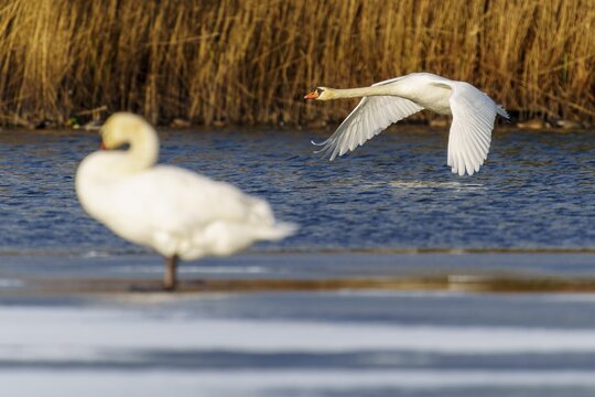 Mute swan (Cygnus olor), wildlife, Germany, a swan flying over the water, another one blurred in the foreground