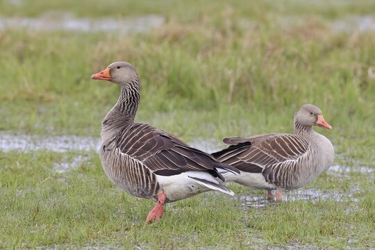 Grey goose (Anser anser) pair on a moor, D&uuml;mmer, Lake D&uuml;mmer, Ochsenmoor, H&uuml;de, Lower Saxony, Germany