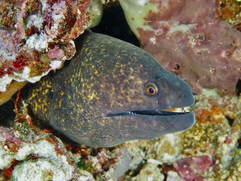 Sooty moray eel (Gymnothorax flavimarginatus) with open mouth hiding in the reef, dive site SD, Nusa Ceningan, Nusa Penida, Bali, Indonesia