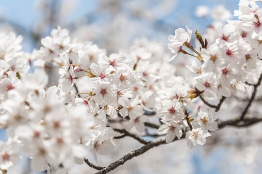 Flowering cherry blossoms in spring, Japanese cherry blossom, Kyoto, Japan