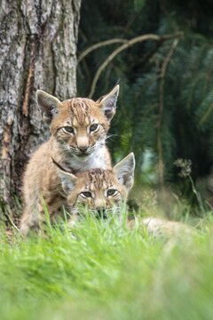 Young lynx (Lynx lynx) in the forest, Haltern, North Rhine-Westphalia, Germany