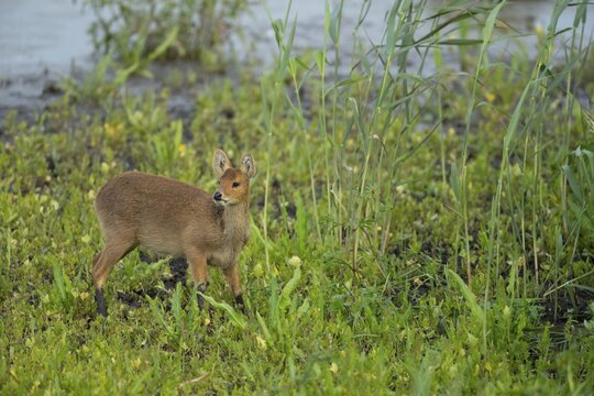 Chinese water deer (Hydropotes inermis) adult animal in a reedbed, England, United Kingdom