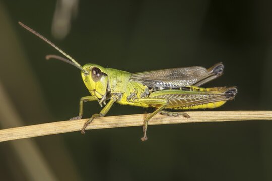 A meadow grasshopper (Chorthippus parallelus) is perched on a brown stalk, Baden-W&uuml;rttemberg, Germany
