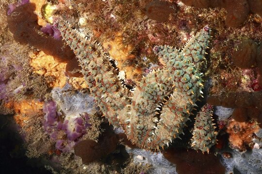 A starfish with a conspicuous structure, ice starfish (Marthasterias glacialis), on a reef in the Mediterranean Sea near Hy&egrave;res, dive site Peninsula Giens, Provence Alpes C&ocirc;te d'Azur, France