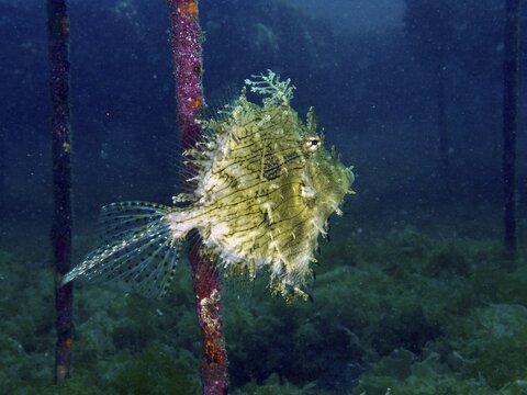 A jewellery filefish (Chaetodermis penicilligerus), filefish, swimming in an abandoned coral nursery, dive site Secret Bay, Gilimanuk, Bali, Indonesia