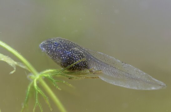 Common frog, common frog, rana temporaria, amphibians, amphibians, three weeks old, frog, frogs, young animal, juvenile, tadpole, larva, amphibians, amphibians, amphibians