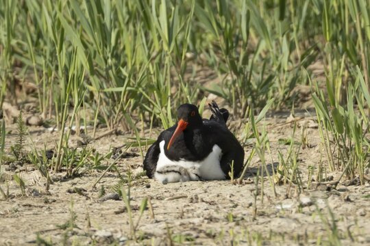 Eurasian oystercatcher (Haematopus ostralegus) adult wading bird seemingly adopted a Pied avocet (Recurvirostra avosetta) juvenile baby chick on an island in summer, RSPB Minsmere nature reserve, Suffolk, England, United Kingdom