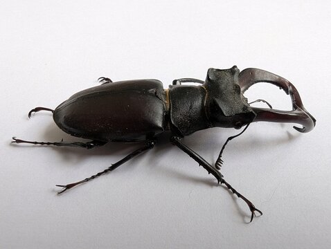 Stag beetle with large mandibles resting on a clean white