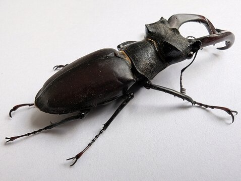 Close-up view of a large dark Lucanus cervus with sharp prominent