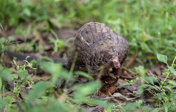 Pangolin in the grass on the ground, White-bellied pangolin (Phataginus tricuspis, Manis tricuspis), Western Region, Pangolin Rescue Centre, Uganda