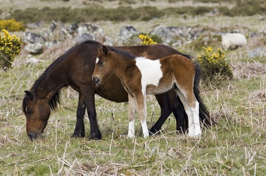Pony with foal Dartmoor National Park Devon England