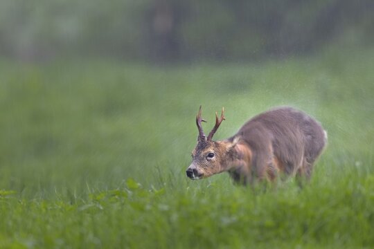 A roebuck (Capreolus capreolus) stands in the pouring rain in a meadow and shakes water out of its fur, change of coat, Germany