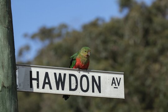 Australian king parrot (Alisterus scapularis) adult female bird on a street sign, Kennett River, Victoria, Australia