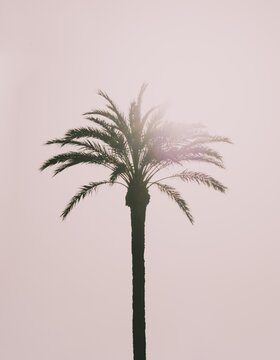 Palm (Arecaceae) backlit, pink hue