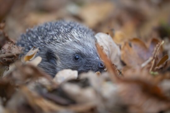 European hedgehog (Erinaceus europaeus) adult animal amongst fallen autumn leaves, England, United Kingdom