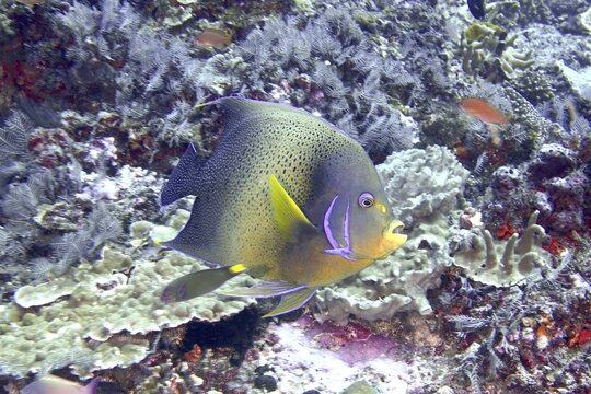 An exotic fish with shades of blue and yellow, Quran angelfish (Pomacanthus semicirculatus), swims along the reef. SD Dive Site, Nusa Ceningan, Nusa Penida, Bali, Indonesia