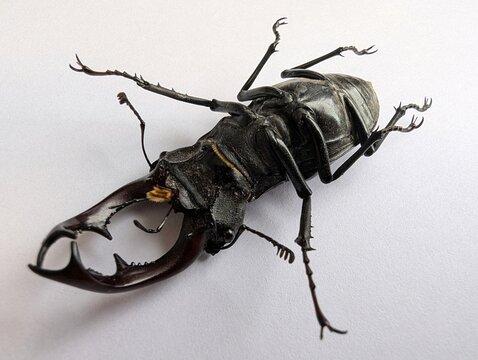 Detailed underside view of a large black stag beetle showing its