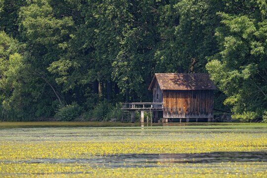Boathouse in spring with blooming pond roses, Neudauer Teiche, Neudau, Styria, Austria
