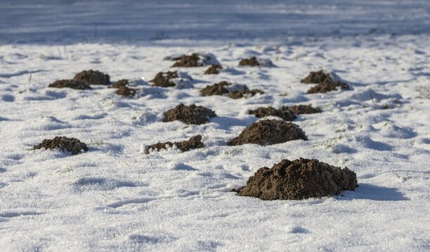 Insectivora, insectivora, mole, talpa europaea, mammals, molehill, snow, mammals, winter