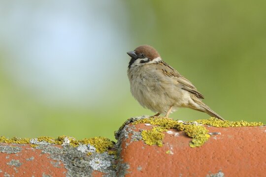 Eurasian tree sparrow (Passer montanus) on the roof of a gazebo, Burgenland, Austria