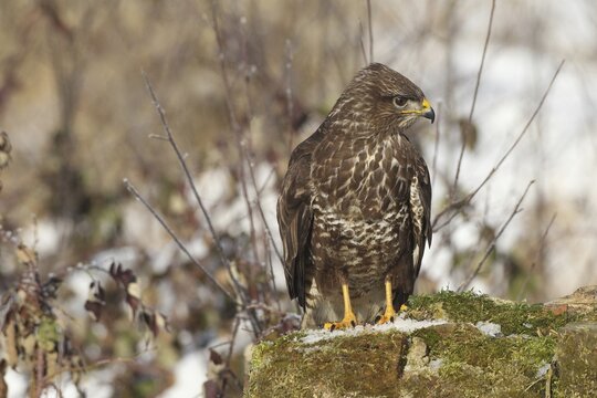 Common steppe buzzard (Buteo buteo) in winter, light brown colour morph, Allg&auml;u, Bavaria, Germany