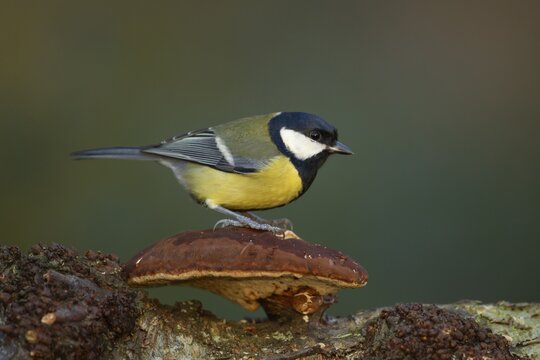 Great tit (Parus major) adult garden bird on a Bracket fungi on a tree branch, England, United Kingdom