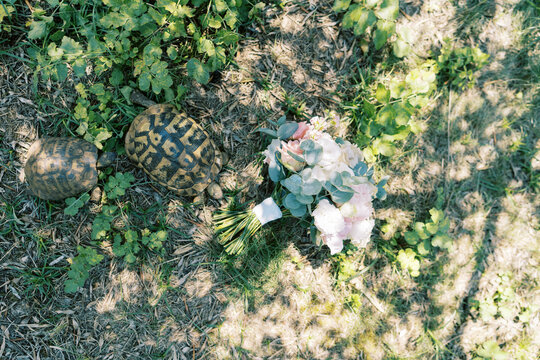 Wedding bouquet and tortoises on grass outdoors