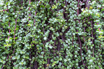 Small round succulent leaves on purple stems, natural background © Nicolas
