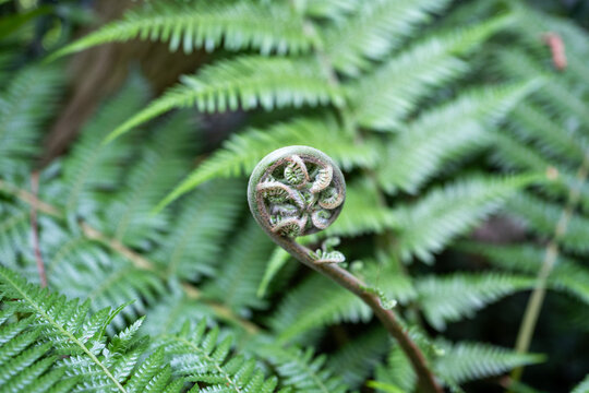 Unfurling fern fiddlehead among green fronds